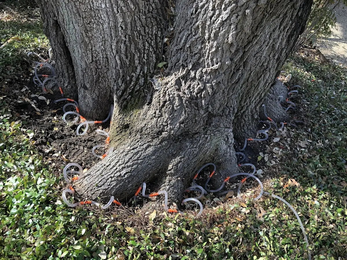 Detailed Tree Cabling and Bracing job site in Rancho Mirage