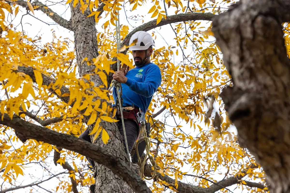 Skilled Tree Pruning crew working in Rancho Mirage